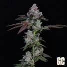 Sweets XL Auto
