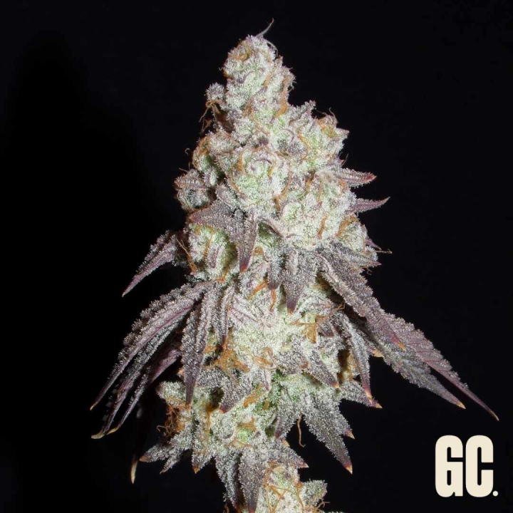 Frenchy´s Lass de Grand Cru Genetics