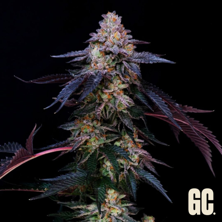 Candy Keit Auto