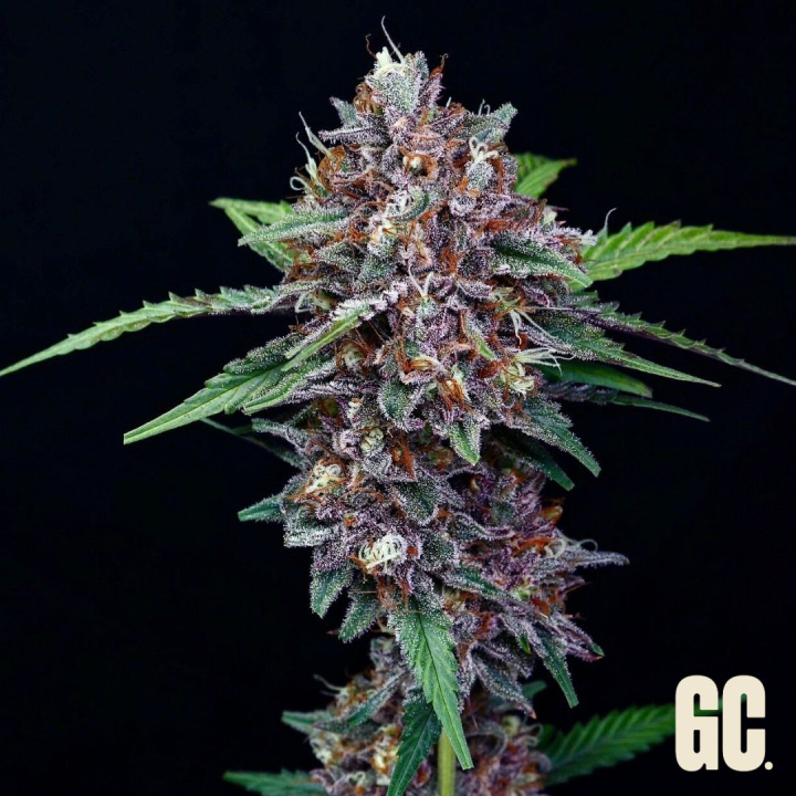 Grape Sweets Auto de Grand Cru Genetics