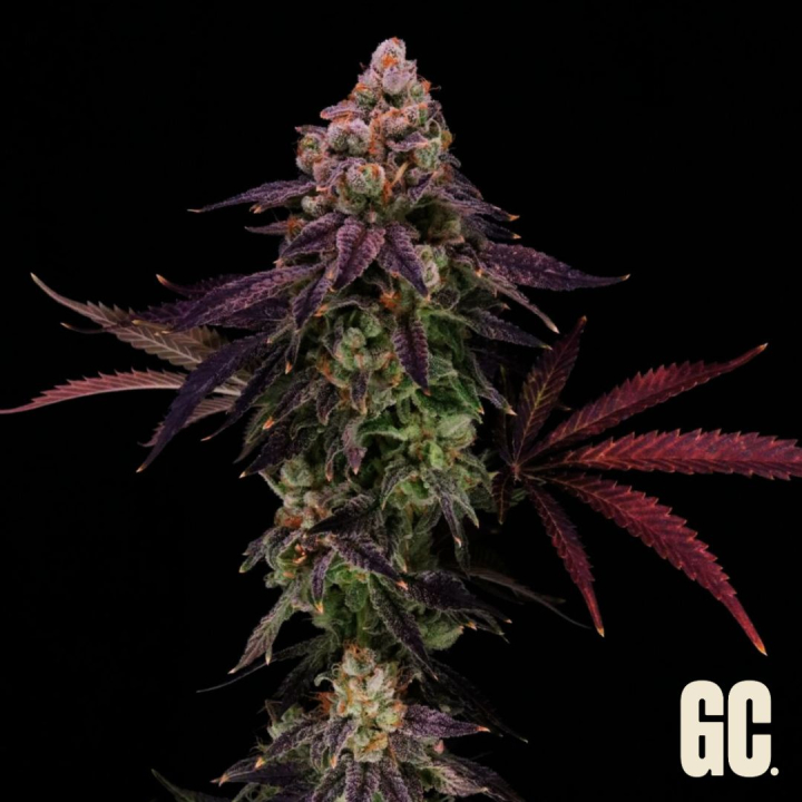 Papaya Melts Auto Grand Cru Genetics
