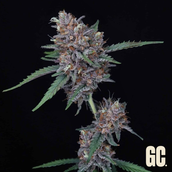 Rainbow Apples Auto de Grand Cru Genetics
