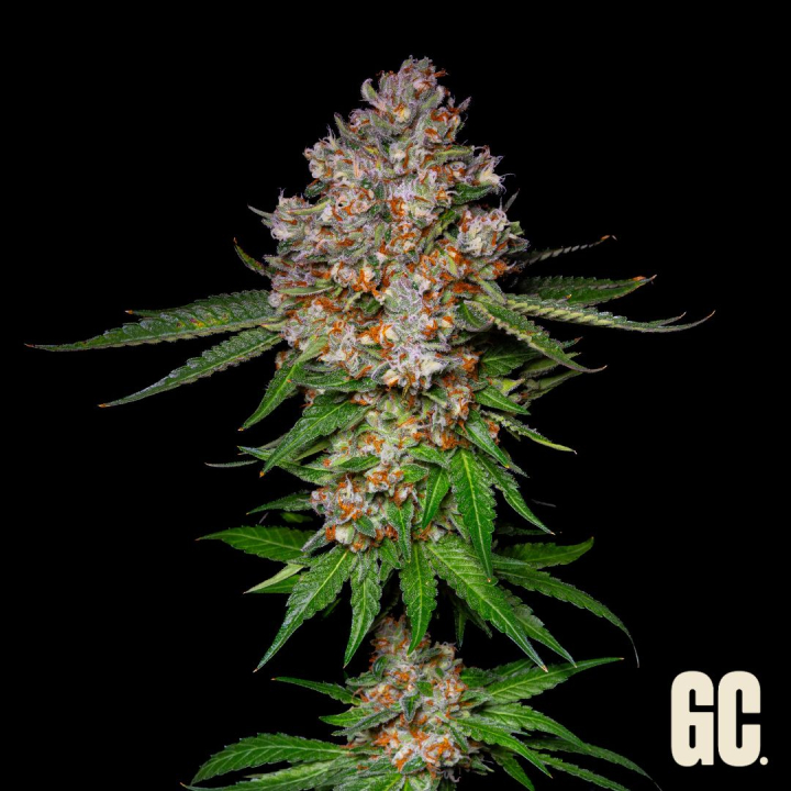 Honeycomb Feminizada de Grand Cru Genetics