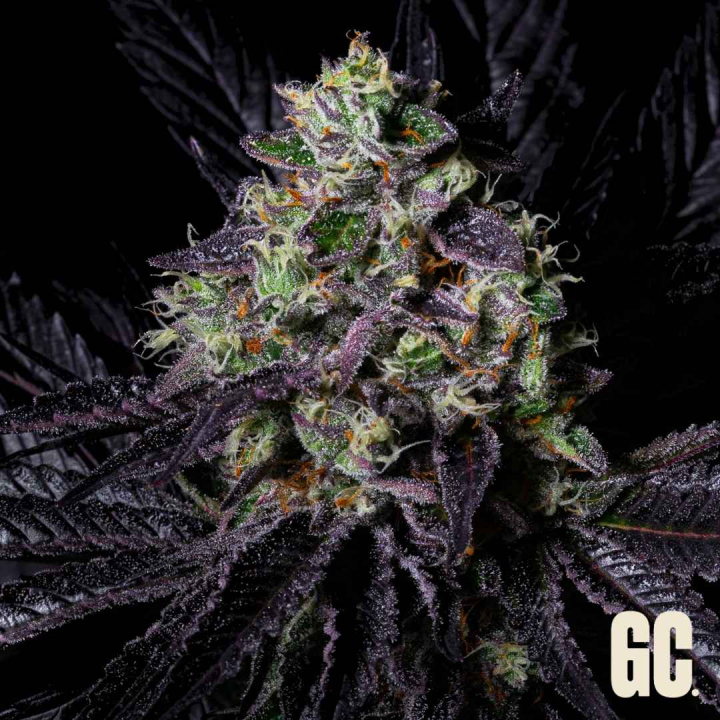 Rainbow Apples de Grand Cru Genetics